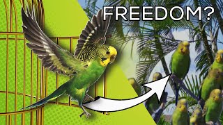 Isn&#39;t it better to release our budgies to the wild? -  MythBuster
