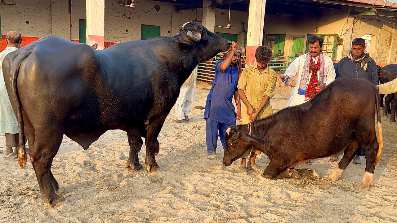 Buffalo Milk Increase Krny ka 25 Sala Nuskha | Haji Shaukat Doggar of Multan | Buffalo Farming