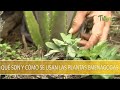 Que son y como se usan las plantas emenagogas - TvAgro por Juan Gonzalo Angel Restrepo