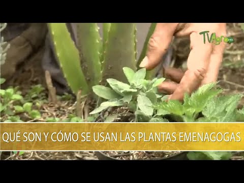 Vídeo: Usos de gingebre de rusc: informació sobre el cultiu de plantes de gingebre de rusc