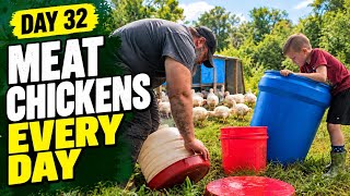 Raising Meat Chickens: What You REALLY Have to Do Every Day | Day 32