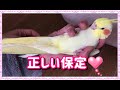 インコの掴み方！胸が苦しい、息ができない！？ 保定のコツ　cockatiel【オカメインコきなこ】