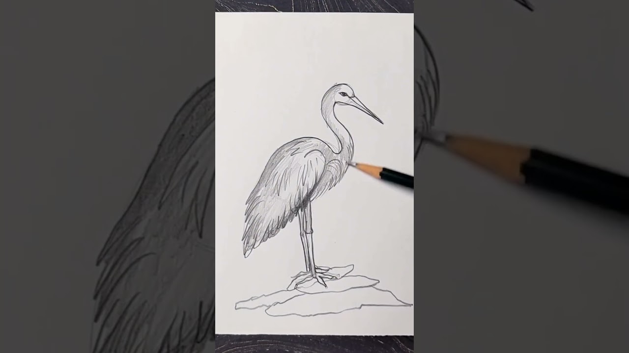 Perfect Heron Bird Drawing Sketch..