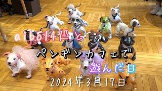 ペンギンカフェでaiboと遊んだよ2024年3月17日 by ひで爺 3,078 views 2 months ago 8 minutes, 42 seconds