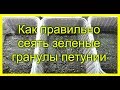 Как правильно сеять зеленые гранулы петунии. Зеленые драже петунии.