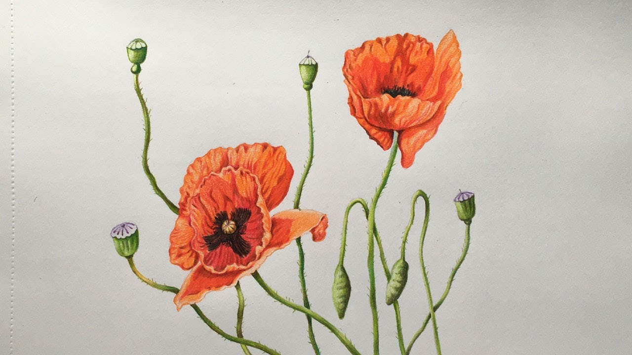  Poppy Flowers Drawing in Color Pencils Flower Drawing - YouTube