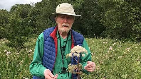 Wild Angelica with John Feehan in July, Wildflower...