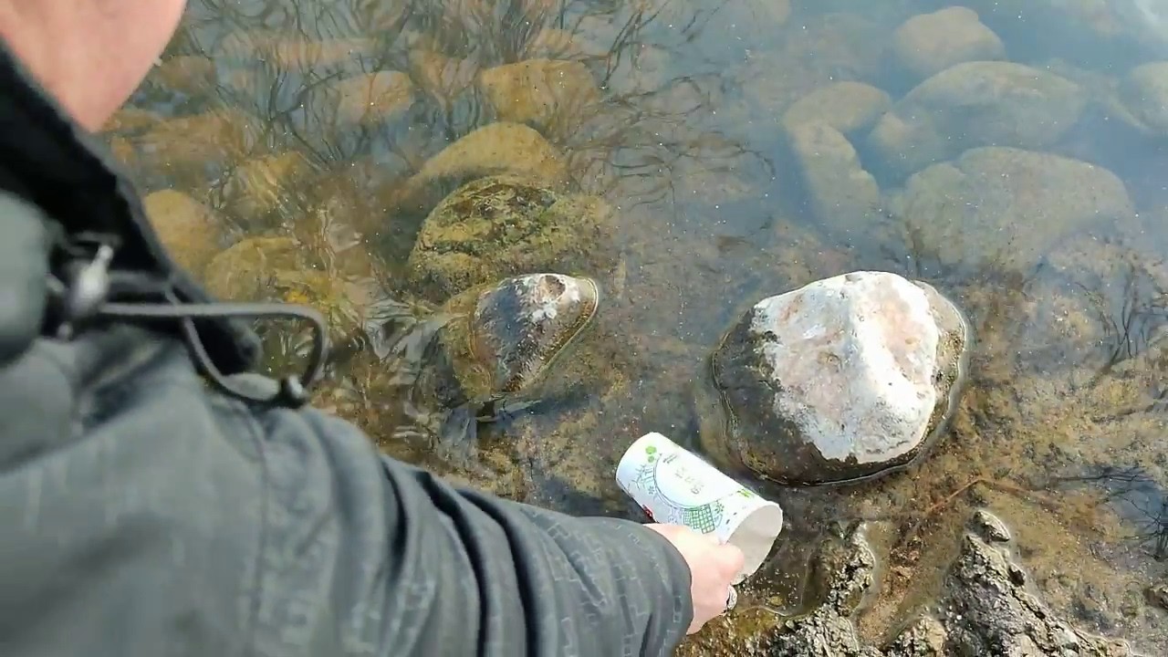 Recolectando Dafnia y alimentando a mis peces