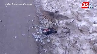 Хищные птицы нападают на голубей в Вологде Хищные птицы нападают на голубей в Вологде