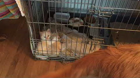 Kitten Rusty meets golden retriever Kaylee