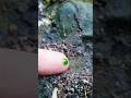 Watch This Black Ant Enjoy Sweet Green Syrup #short #timelapse #insects