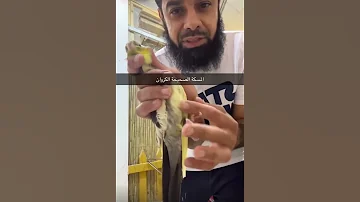 طريقة المسكة الصحيحة لببغاء الكروان كوكاتيل Fyb 