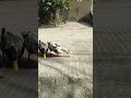 Ducks Eating Delicious Corn #shorts #duck #cute