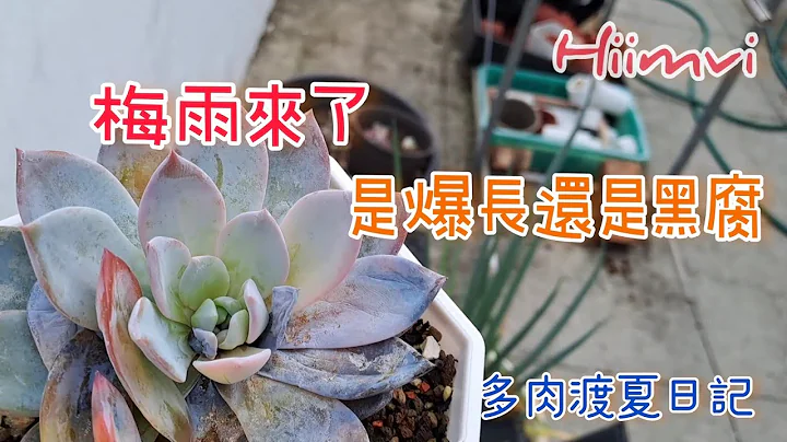 多肉渡夏日记ep.02。梅雨来了，淋雨的多肉爆长还是黑腐？多肉植物最怕又湿又热!!台湾多肉种植记录。#succlents #多肉新手 #多肉植物#渡夏 - 天天要闻
