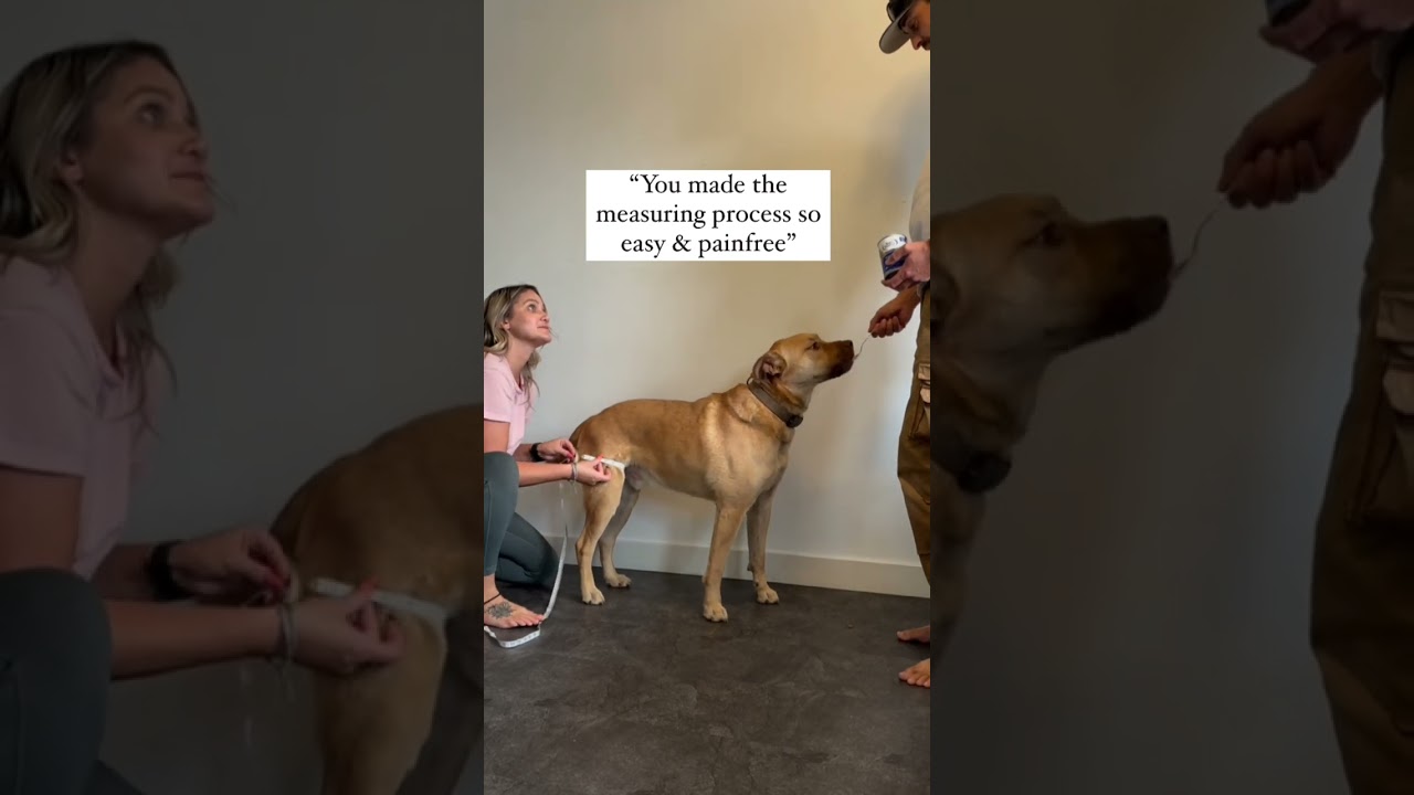 ✨ Experience the Posh Dog Difference: Amazing Knee Braces for Dogs ✨