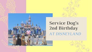 Service Dog's Birthday | Disneyland Vlog by TheServiceHyena 4,999 views 2 years ago 19 minutes