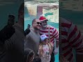 Hey! Good Tom mime SeaWorld seaworldmime #seaworldmime #uk... #Shorts #boomly6