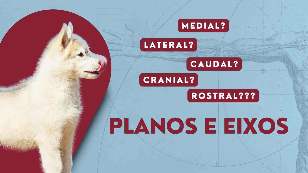 Planos e Eixos Anatômicos | Anatomia Veterinária | Anatomia Animal
