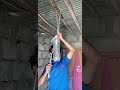 شيفان ضفاف يوم سويت دوش
