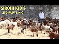Sirohi sojat gujri goat at lucky goat farm ajmer