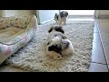 Omg two brother shih tzu puppies play so cute