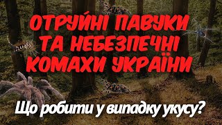 Небезпечні комахи та 6 отруйних павуків України. Що робити у випадку укусу.