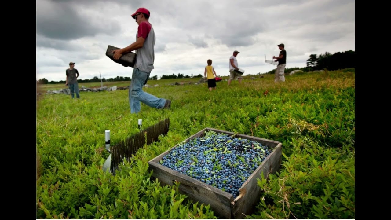 Clam Digger Blues Song Demo