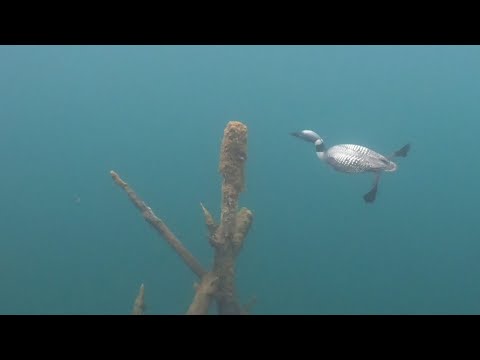 Minnesota State Bird, Common Loon, Scuba Encounter