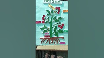 Parts of plant model for school science project