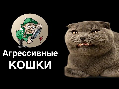 Агрессивный кот - как проявляется кошачья агрессия? Когда агрессия кошки норма и когда проблема