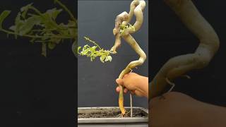 Extreme but Beautiful Bougainvillea Style