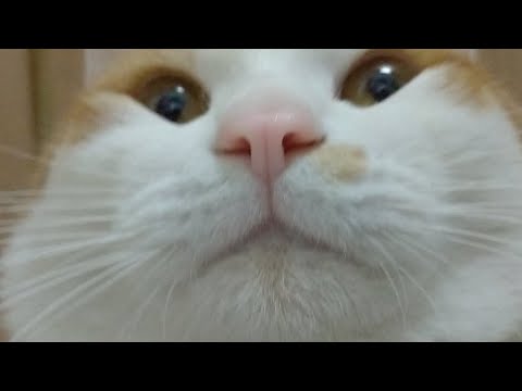 こたつ猫の上の猫LIVE配信　20220204