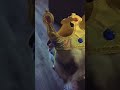 King of the house