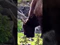 Bison