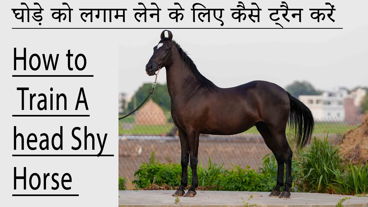 घोड़े को लगाम लेने के लिए कैसे ट्रैन करें how to train a head shy horse