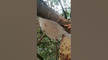 #bầu mật ong khoái