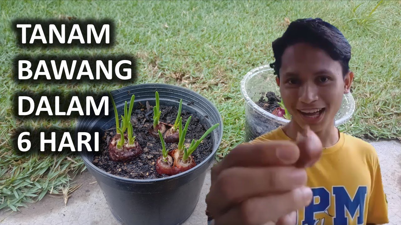 Cara Tanam Bawang Yang Cepat 