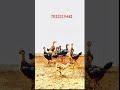 Gp gari line lo chick’s for sale 2.5 months chicks #murga #chicks #peru #india
