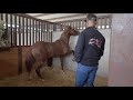 Hanging with matt   untouched yearlings  preparing for the biggest reining show of 2023