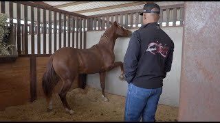 Hanging with Matt |  Untouched Yearlings & Preparing for the Biggest Reining Show of 2023!