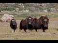 Wild Greenland - home of musk oxen and arctic char