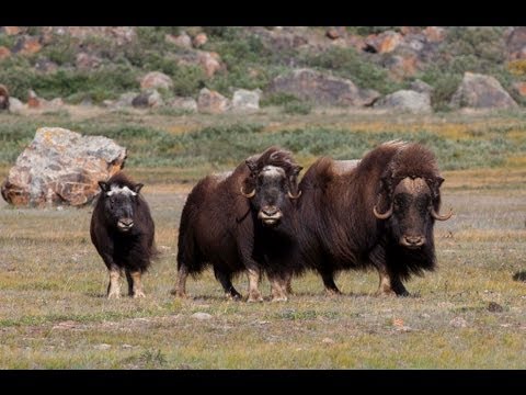 Video: Spesies Hibrida Narluga Ditemui Di Greenland