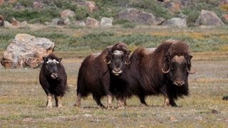 Wild Greenland - Home Of Musk Oxen And Arctic Char