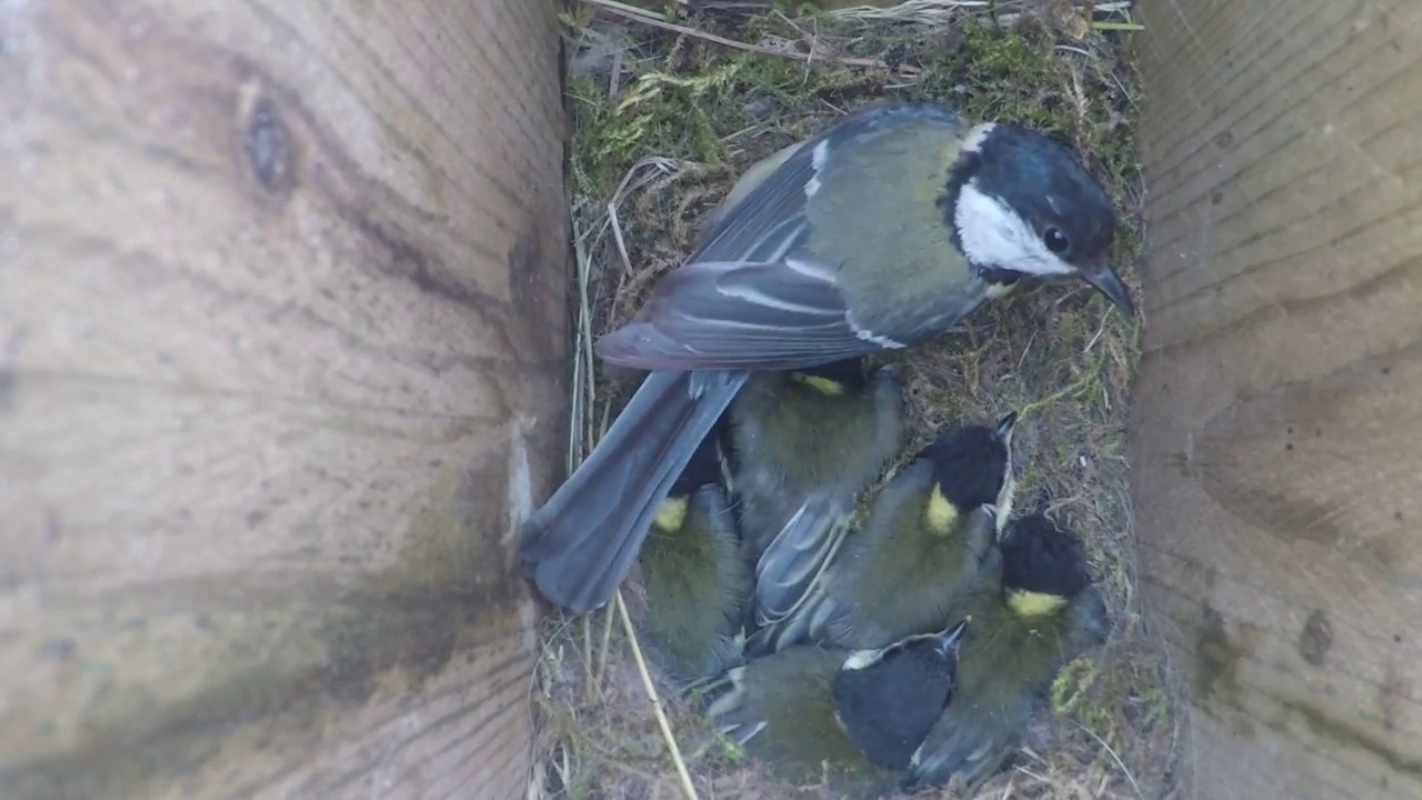 Musvitter med 5 Unger