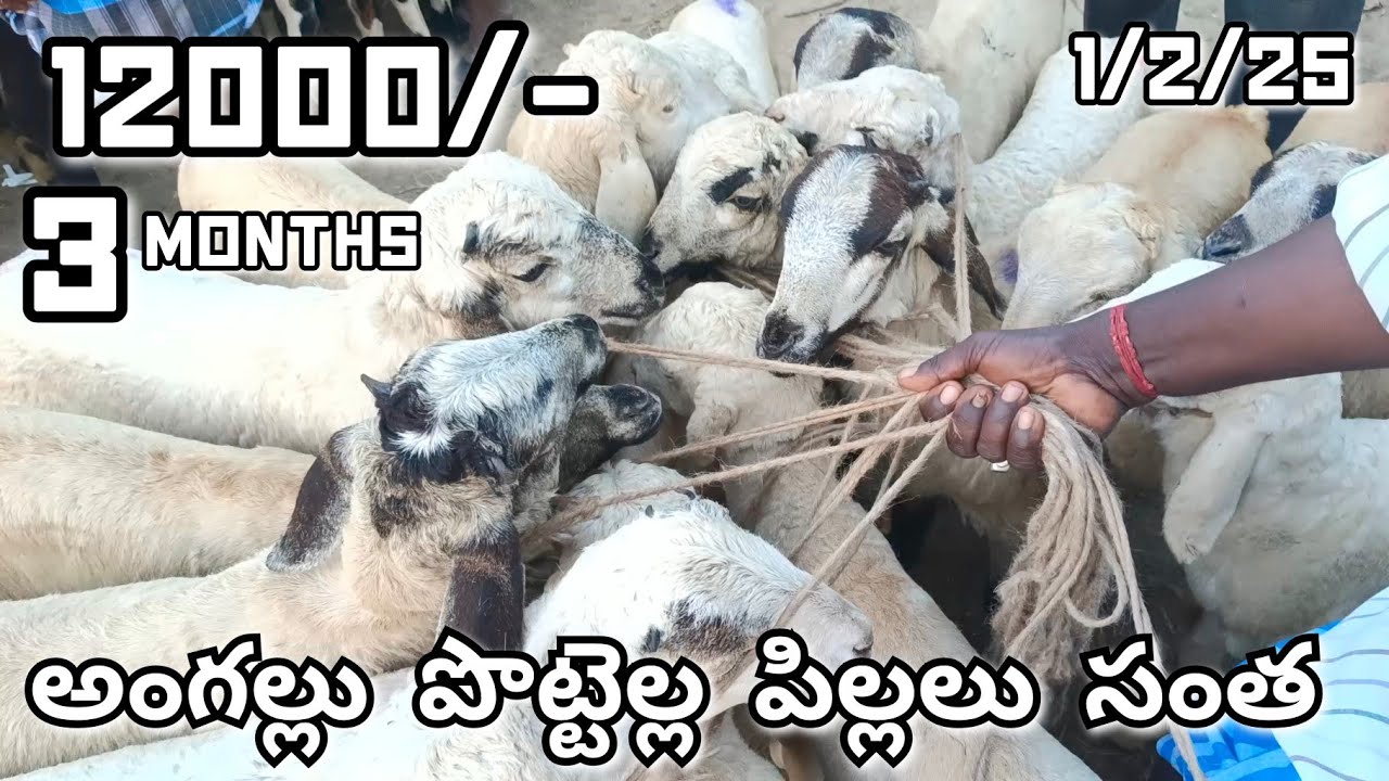 Angallu Sheep Babies Market 🐏🐑 Every Saturday @Nymuddin756 ...