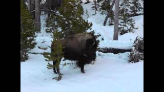 Slideshow of Yellowstone and Grand Teton National Parks