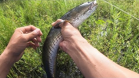 Câu Cá Lóc Về Cho Má Nấu Canh Chua - Snakehead Fishing