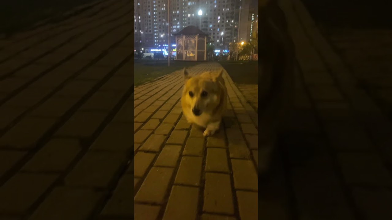 Корги Джеся шкряб-шкряб-шкряб.