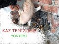 İSLAMİ USULE DE UYGUN | Kuru Yolum Kaz Tüyü Temizleme (Bölüm 1)