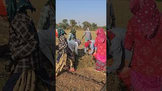 જીરું ના ભર🧑‍🌾 Farm Work 🌾 Indian Farmer🔥#agriculture #satisfying #shot #farming #farmlife #farm